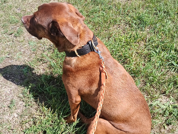 Braided Dog Leash